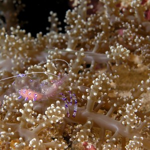 Branching anemone and friend