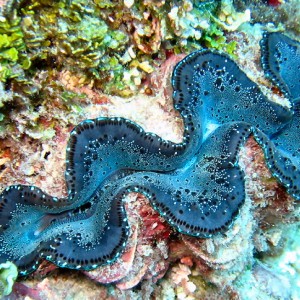 Giant Clam