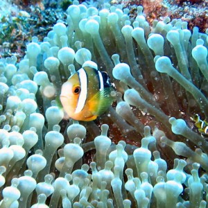 Anemone Fish