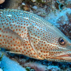 Grouper