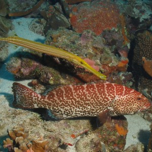 Grouper and Trumpetfish