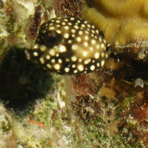 Spotted Trunkfish