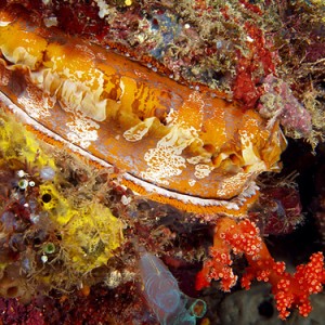 Thorny oyster and friends