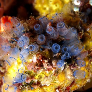 Tunicates