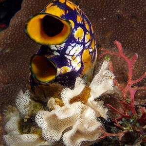Lacy bryozoan and sea squirt