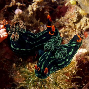 Nudibranchs coupling