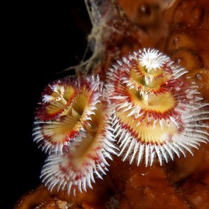 Multi-colored christmas tree worms