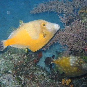Two phases of the Whitespotted filefish