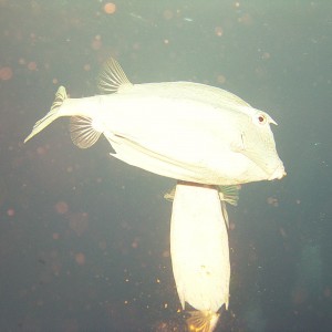 trunkfish