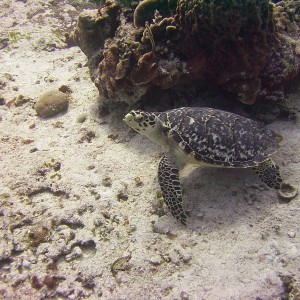 Sea Turtle