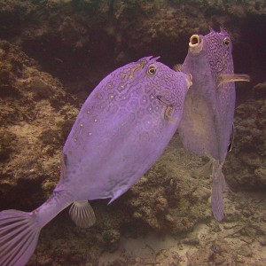 trunkfish