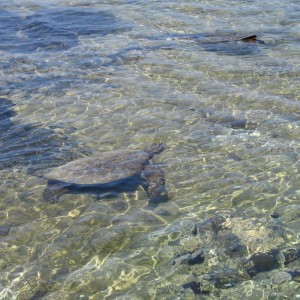 Kona Sea Turtle