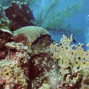 Curacao