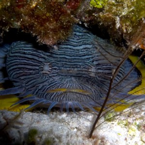 splendid toadfish