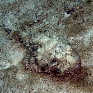 Scorpion fish