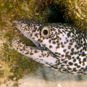 spotted moray