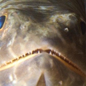 Sand diver closeup