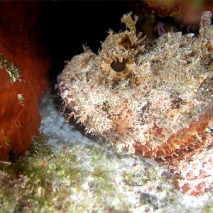 Scorpion fish head shot