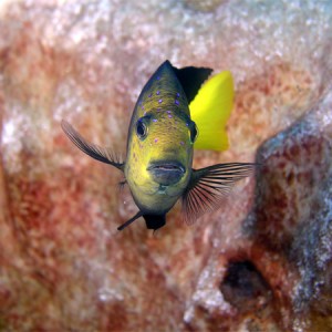 yellow damselfish