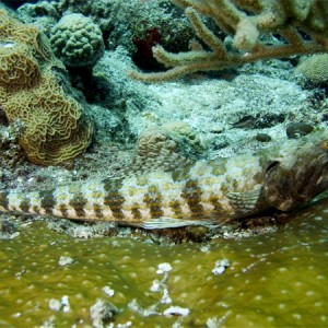 Lizardfish profile