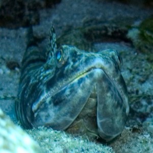 Sand diver head on