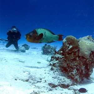 parrotfish about to have lunch :-)