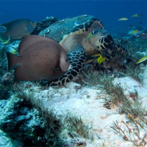 turtle and friends having lunch