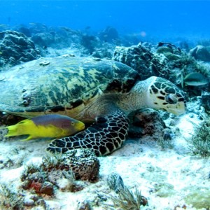 turtle and friends having lunch