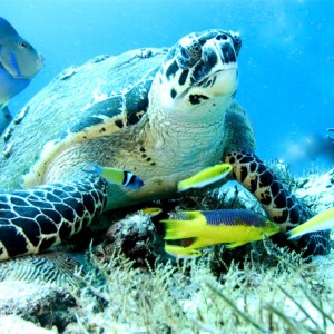 turtle checking out the photograper