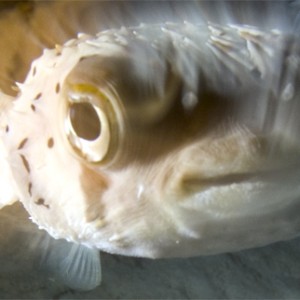 curious burrfish