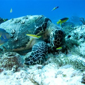 turtle dining with friends