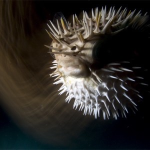 burrfish alarmed