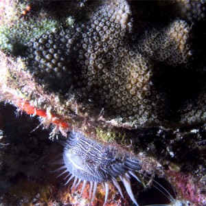 splendid toadfish with coral sombrero