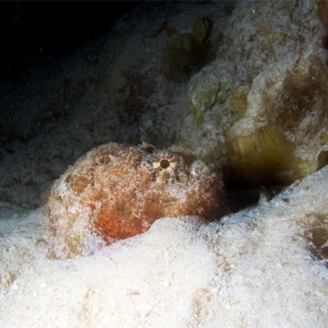 Scorpion fish profile