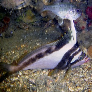 Crested_Morwong
