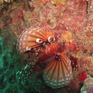 lionfish