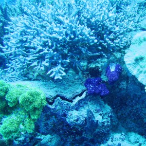 blue_coral