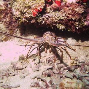 ScubaOne.com marine life