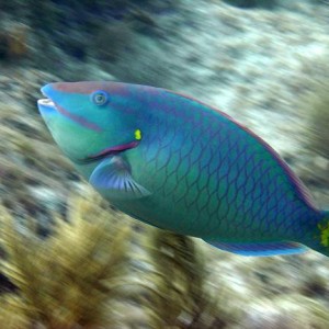 Stoplight Parrotfish