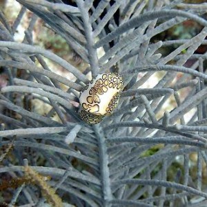 Flamingo Tongue