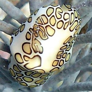 Flamingo Tongue Zoom