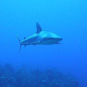 shark23