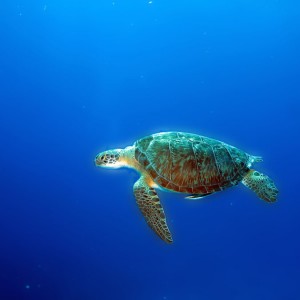 turtle36