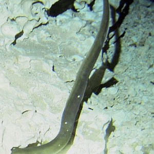 Eel in the Morrison cavern.