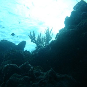 Rock Key Reef, Key West