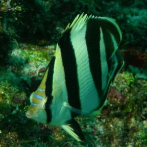 Banded_Butterflyfish