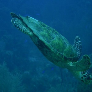 Hawksbill_Turtle