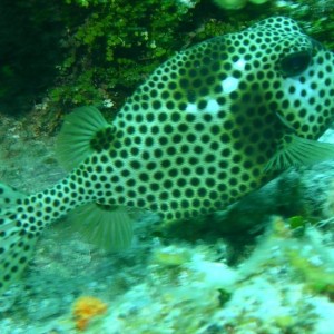 Spotted_Trunkfish