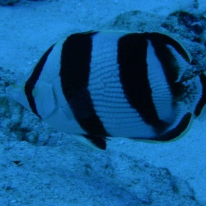 Banded_Butterflyfish