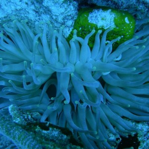 Anenome2